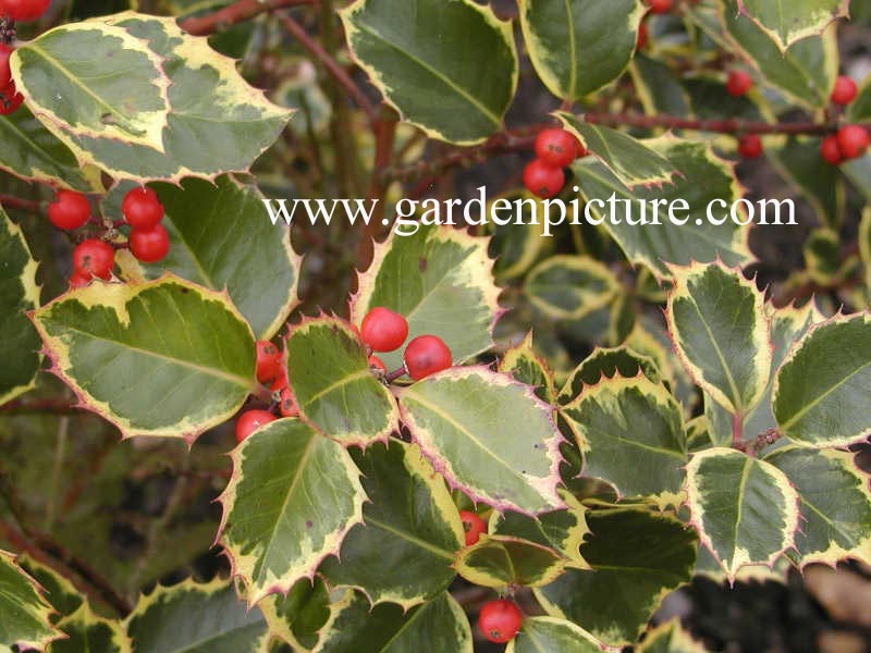 Ilex aquifolium 'Rubricaulis Aurea'