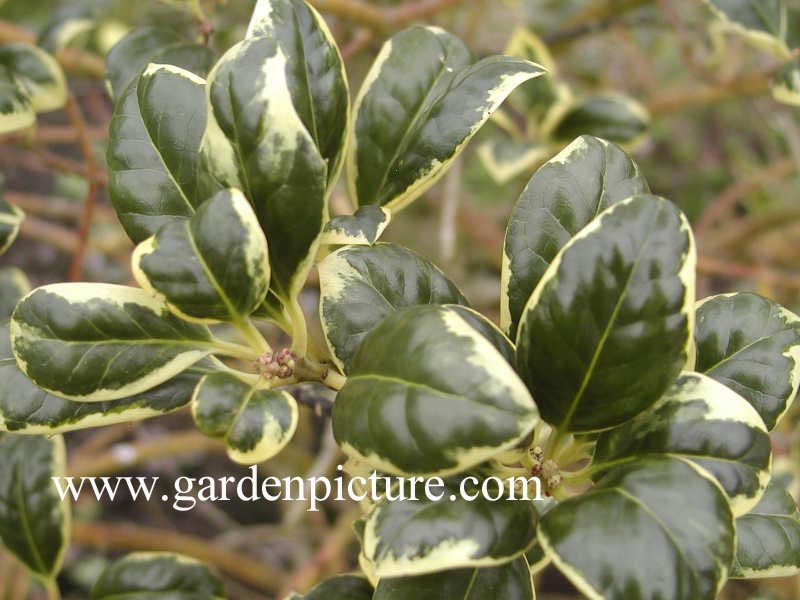 Ilex aquifolium 'Silver van Tol'