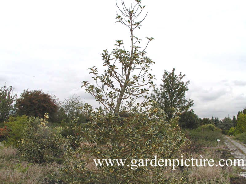 Ilex aquifolium 'Silver van Tol'