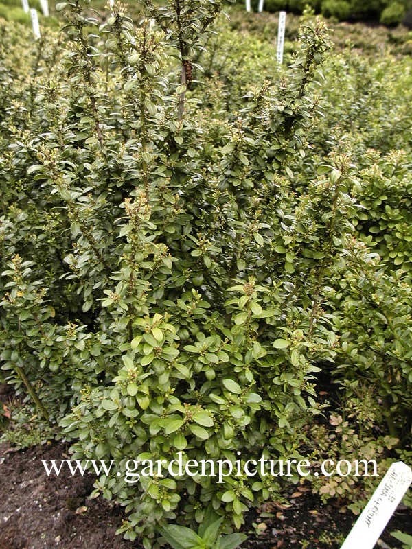 Ilex crenata 'Caroline Upright' (DARK STAR)