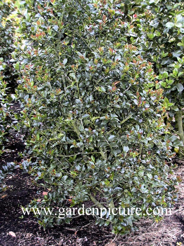 Ilex meserveae 'Blue Maid'