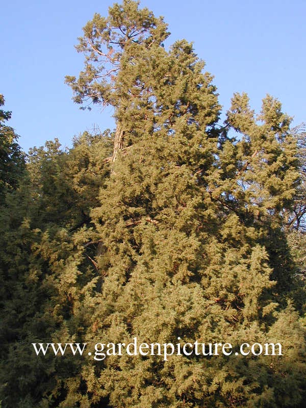 Juniperus foetidissima