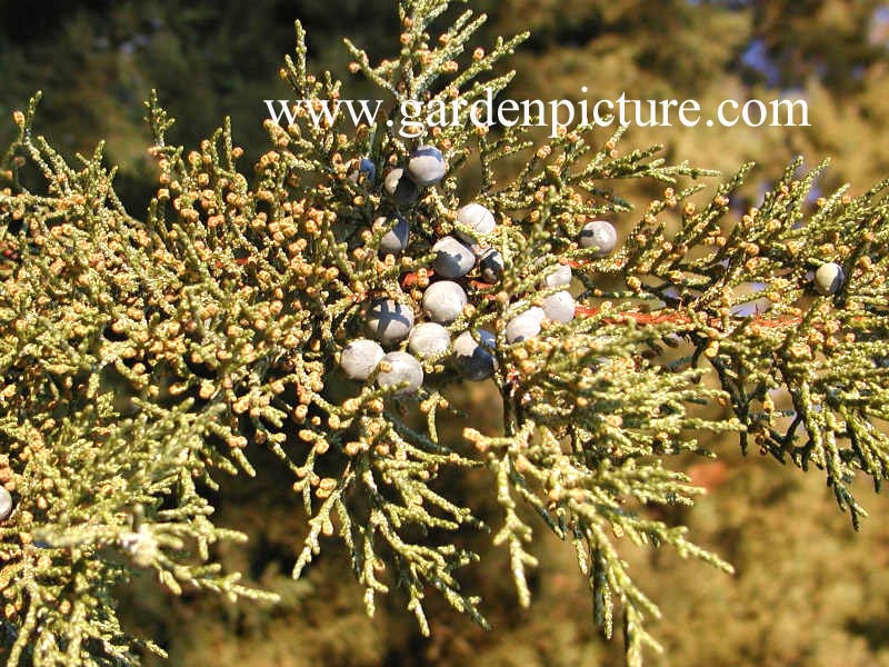 Juniperus foetidissima