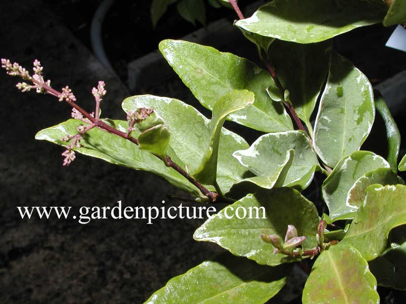 Ligustrum japonicum 'Variegatum'