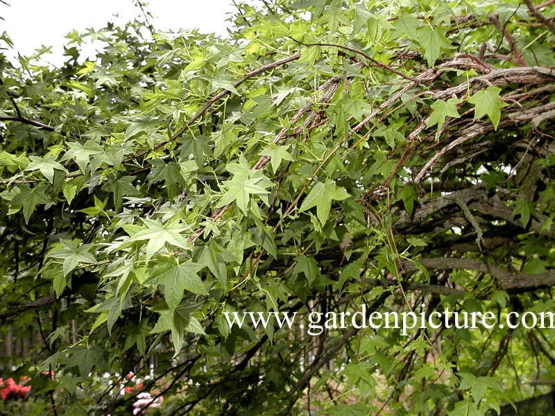 Liquidambar styraciflua 'Pendula'