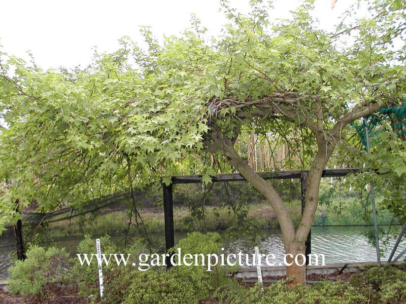 Liquidambar styraciflua 'Pendula'