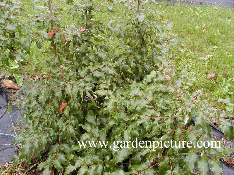 Mahonia aquifolium 'Undulata'