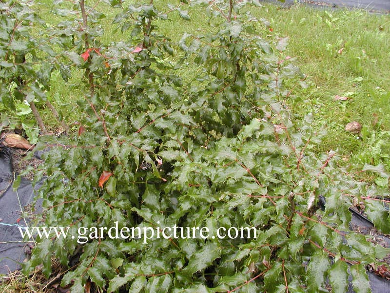 Mahonia aquifolium 'Undulata'