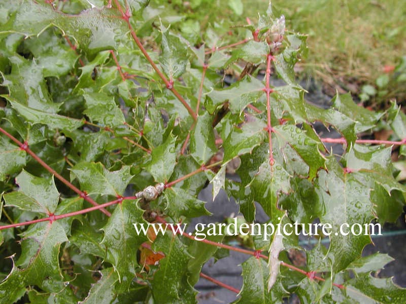 Mahonia aquifolium 'Undulata'