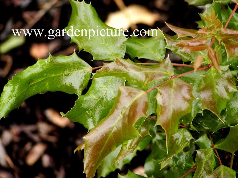 Mahonia aquifolium 'Undulata'