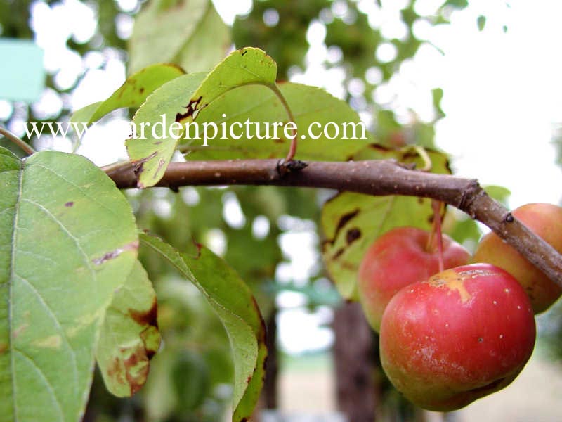 Malus 'Butterball'