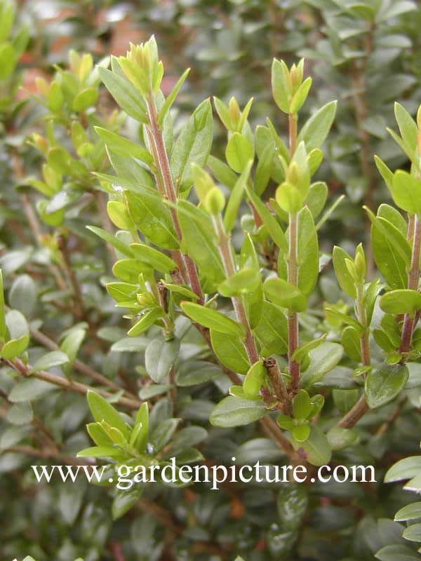 Myrtus communis tarentina