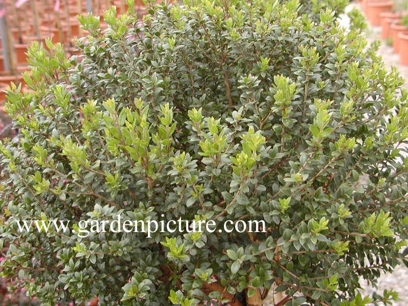 Myrtus communis tarentina