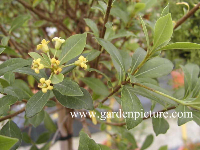 Pittosporum heterophyllum