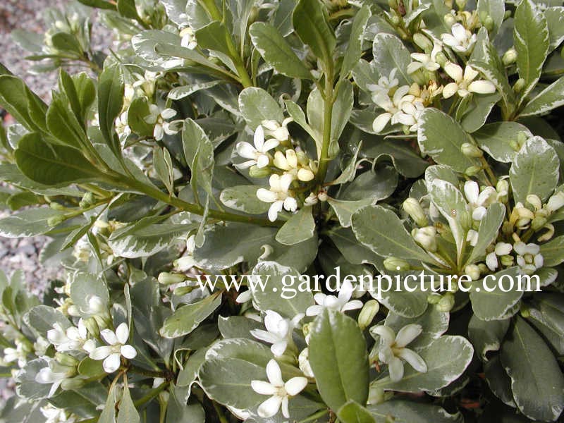 Pittosporum tobira 'Variegatum'