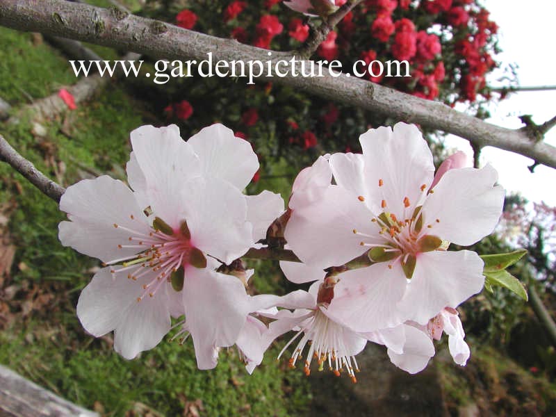 Prunus dulcis