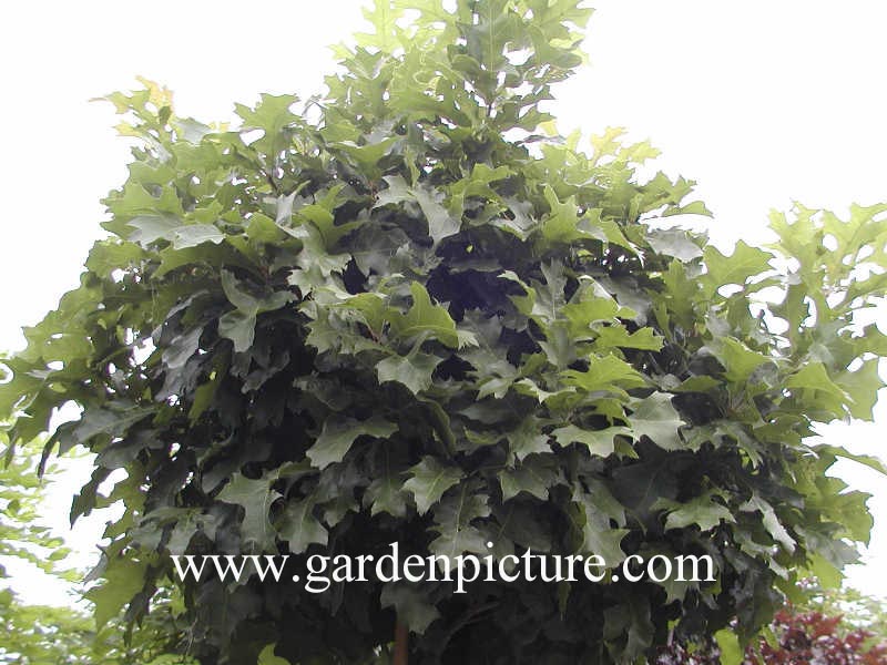 Quercus palustris 'Green Dwarf'