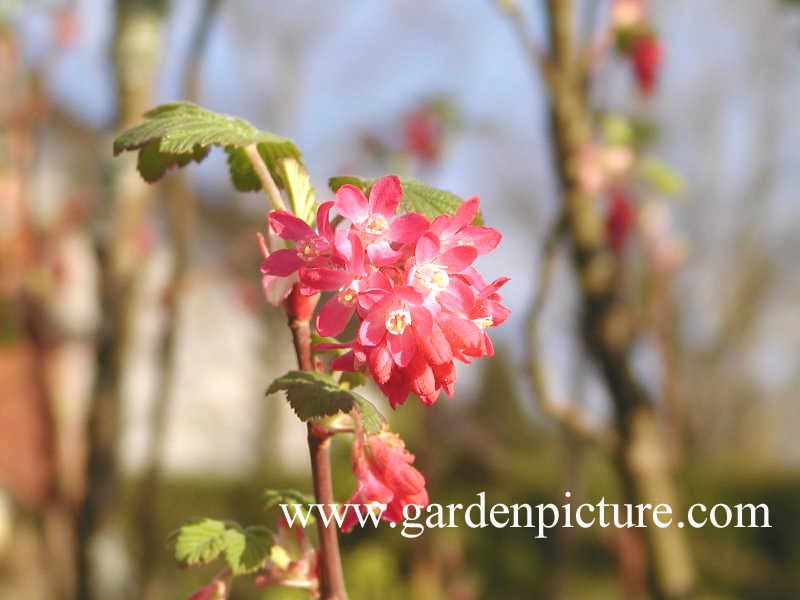 Ribes sanguineum