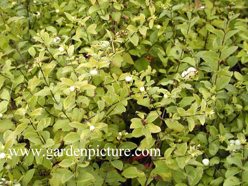 Symphoricarpos doorenbosii 'White Hedge'