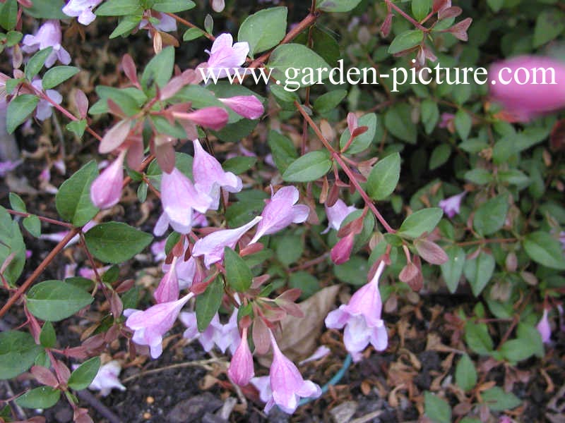 Abelia parviflora