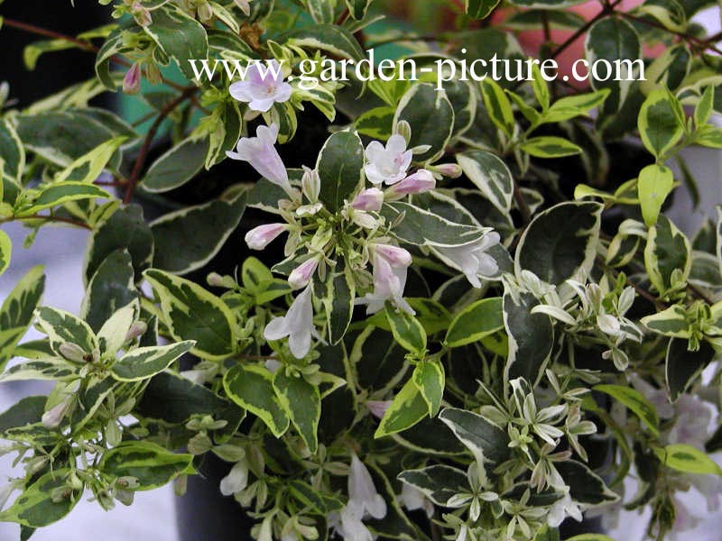 Abelia grandiflora 'Hopleys'