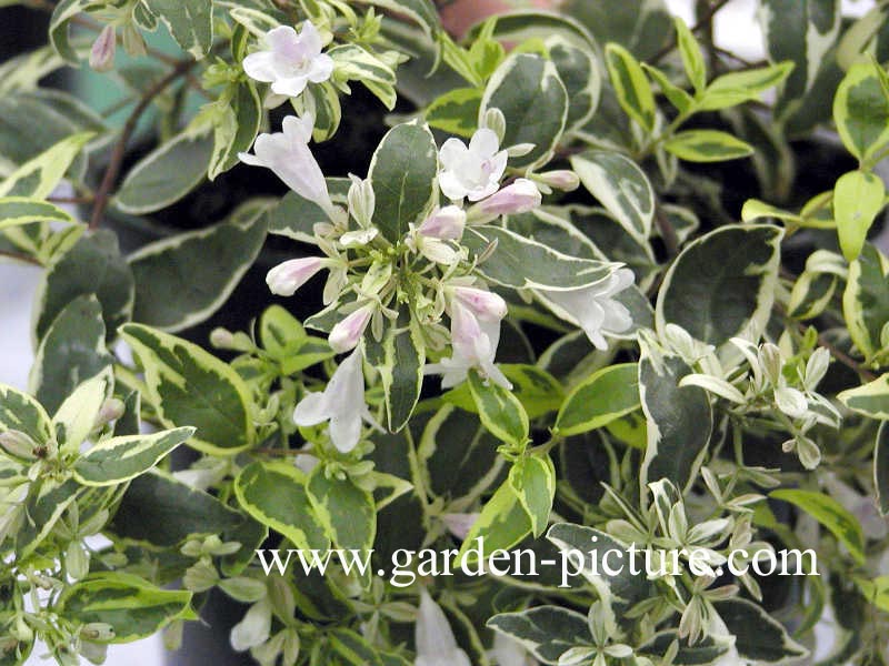 Abelia grandiflora 'Hopleys'