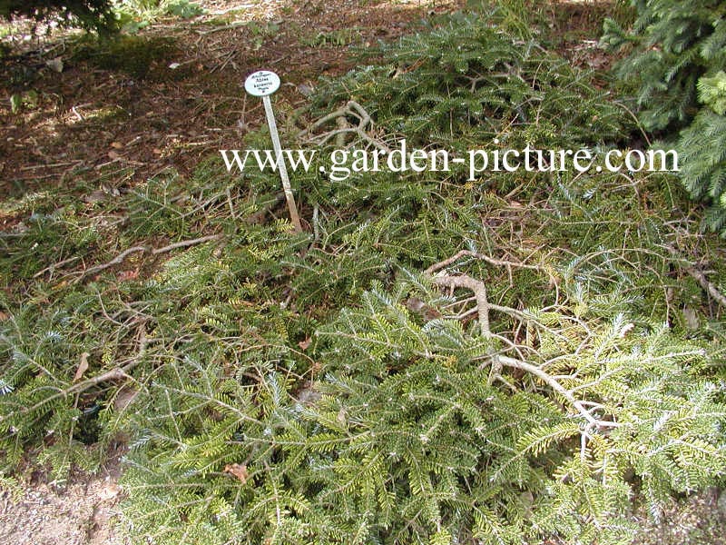 Abies koreana 'Piccolo'