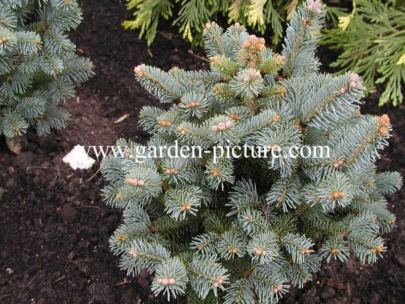 Abies lasiocarpa 'Compacta'