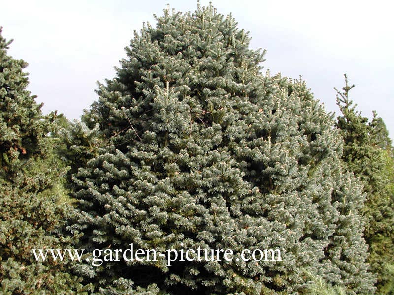 Abies lasiocarpa 'Compacta'