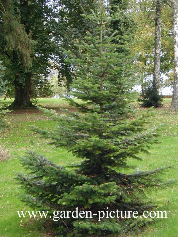 Abies nordmanniana