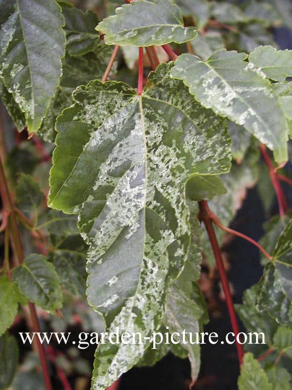 Acer rubescens 'Silver Cardinal'