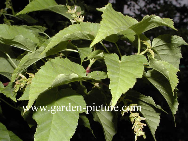 Acer davidii 'Purple Bark'