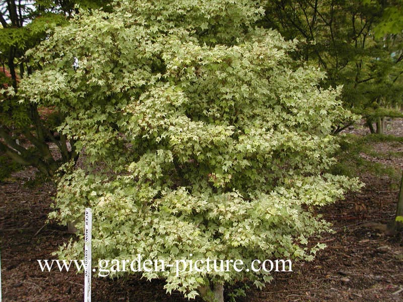 Acer pictum 'Usugumo'