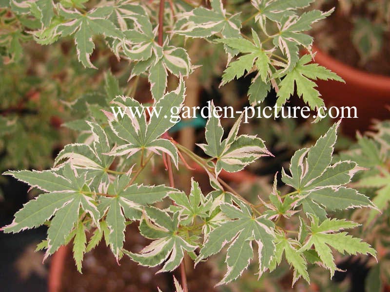 Acer palmatum 'Beni shichi henge'