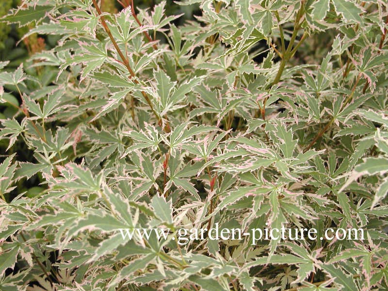 Acer palmatum 'Butterfly'