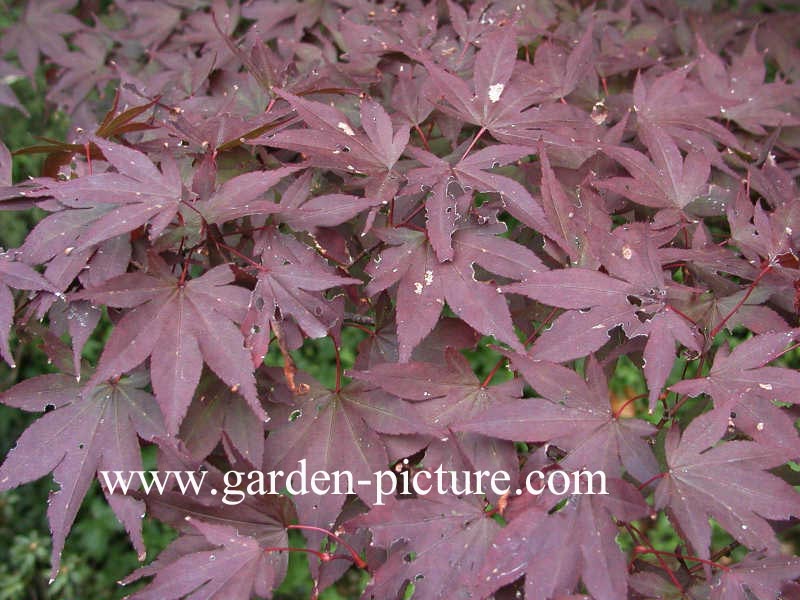 Acer palmatum 'Fireglow'