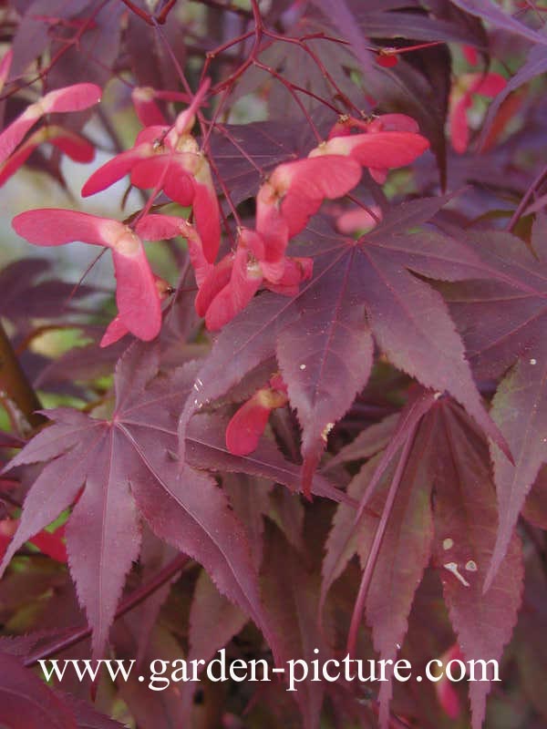 Acer palmatum 'Fireglow'