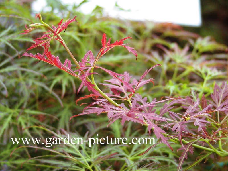 Acer palmatum 'Julian'