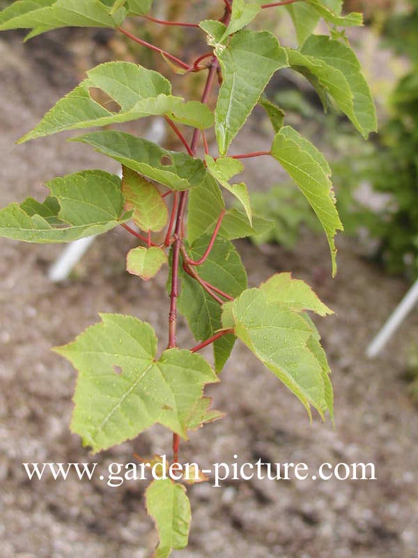 Acer pectinatum ssp. laxiflorum