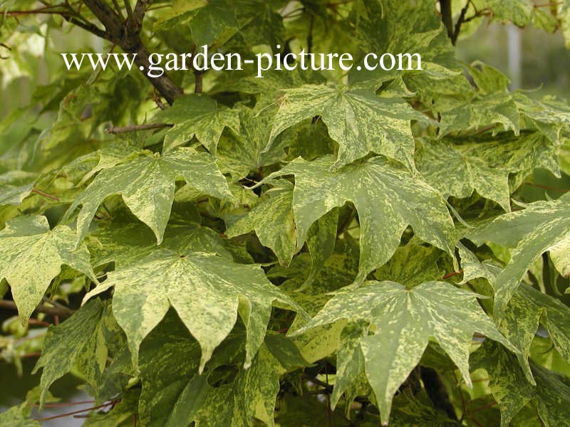 Acer pictum 'Hoshi yadori'