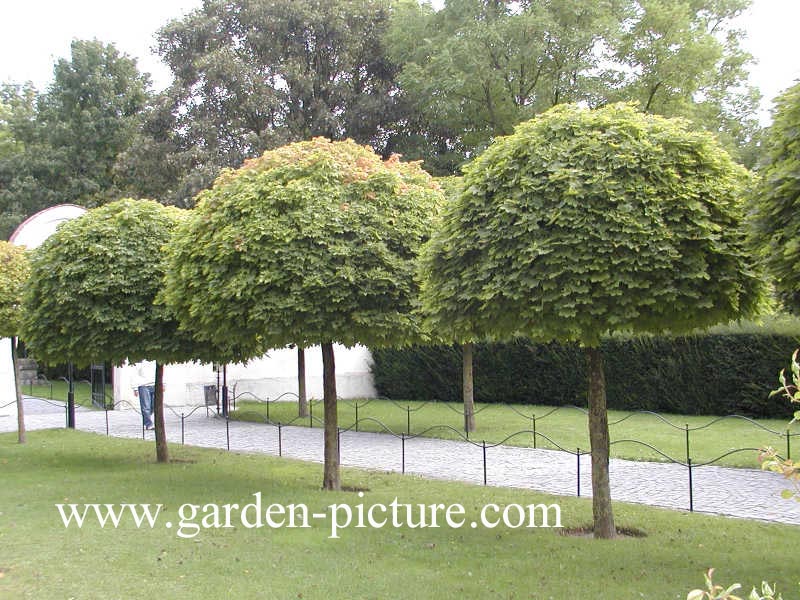 Acer platanoides 'Globosum'