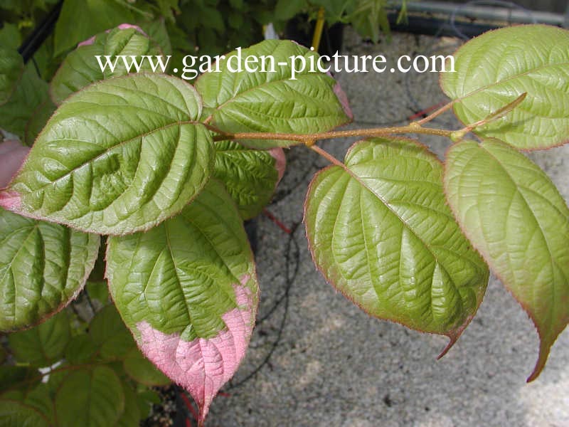 Actinidia kolomikta