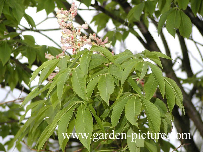 Aesculus flava