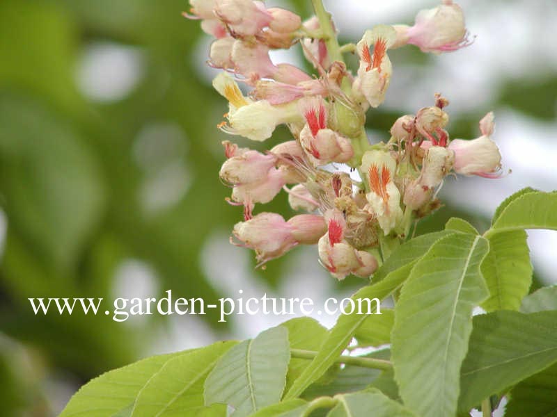 Aesculus flava