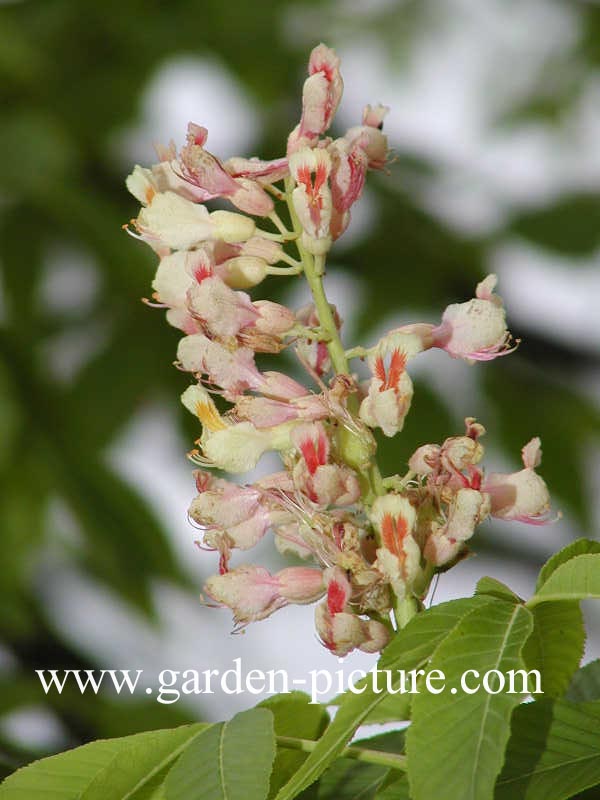 Aesculus flava