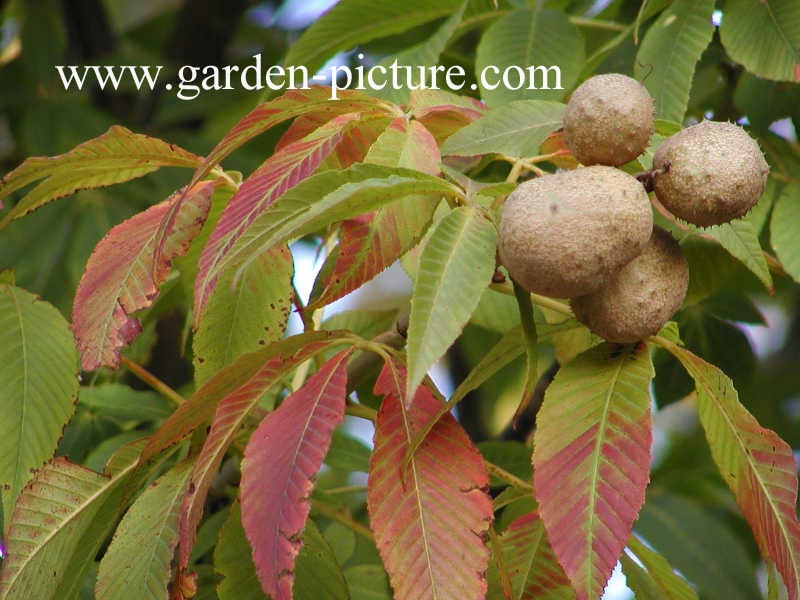 Aesculus flava