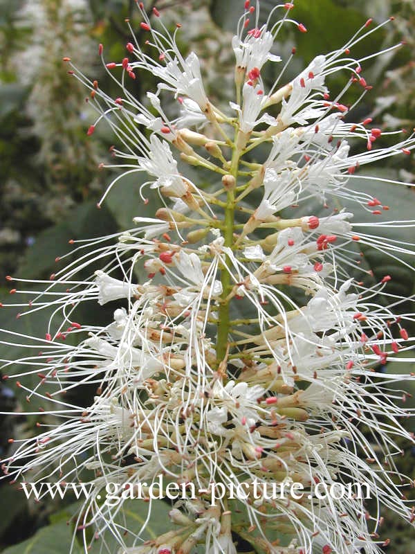 Aesculus parviflora