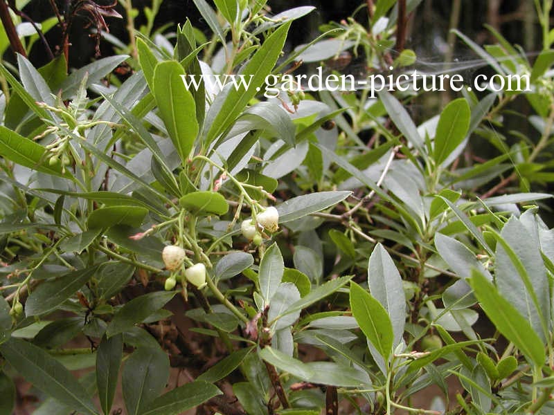 Arbutus unedo 'Elfin King'