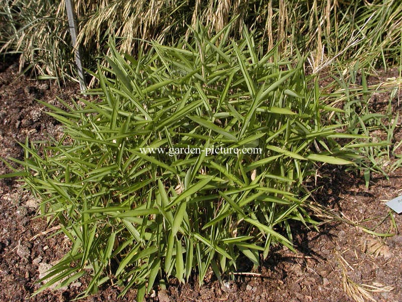 Pleioblastus argenteostriatus f. pumilus