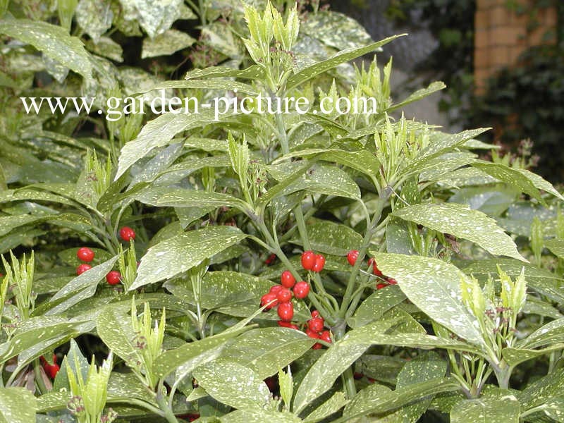 Aucuba japonica 'Variegata'